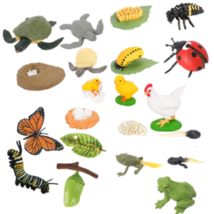 Animal Life Cycle Learning Model: Explore Nature's Wonders!
